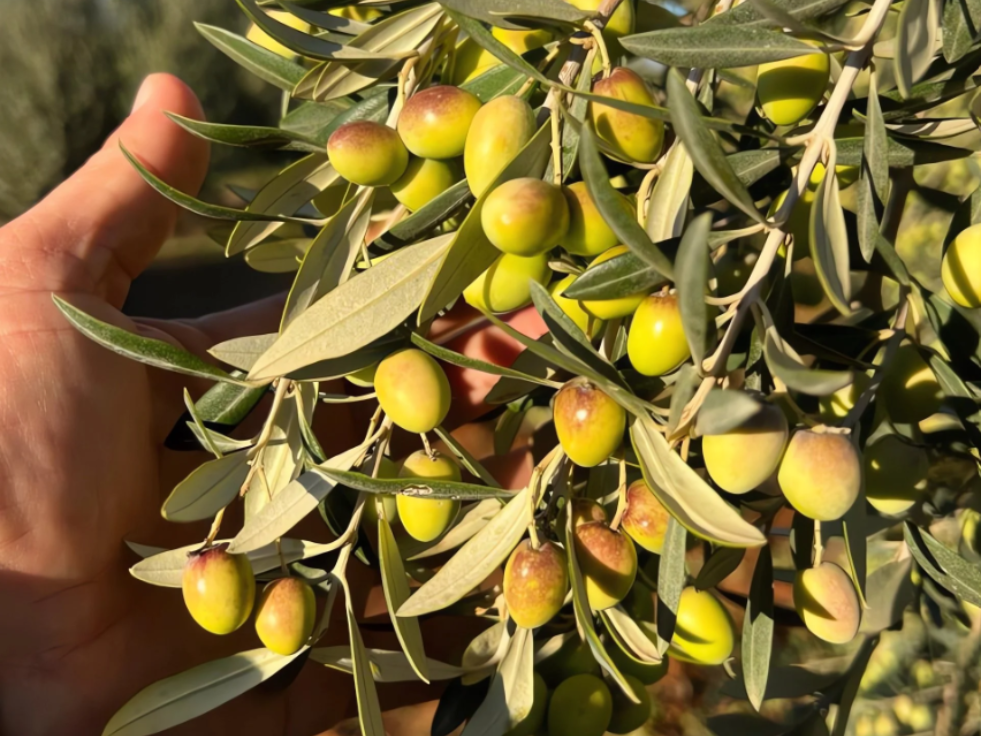 tunisia Olive oil import to thailand